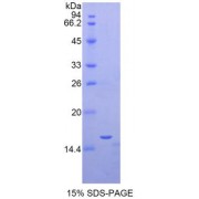 SDS-PAGE analysis of Mouse Erythropoietin Protein.