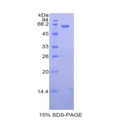 SDS-PAGE analysis of Rat FAS Protein.