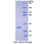 SDS-PAGE analysis of Human FABP3 Protein.