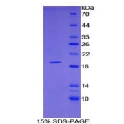 SDS-PAGE analysis of Mouse FABP9 Protein.