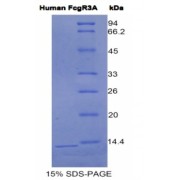 SDS-PAGE analysis of Human FcgR3A Protein.