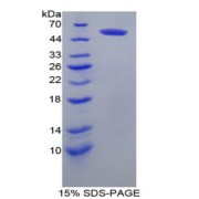 SDS-PAGE analysis of Mouse FcgR3A Protein.