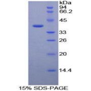 SDS-PAGE analysis of Cow FGL1 Protein.