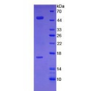 SDS-PAGE analysis of recombinant Mouse FGL2 Protein.