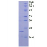 SDS-PAGE analysis of Mouse FGF1 Protein.