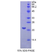 SDS-PAGE analysis of Human FGF13 Protein.