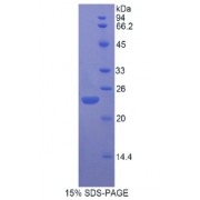 SDS-PAGE analysis of Rat FGF13 Protein.