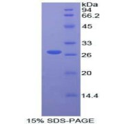 SDS-PAGE analysis of Human FRS2 Protein.