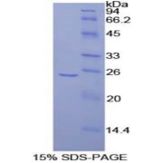 SDS-PAGE analysis of Rat FRS2 Protein.