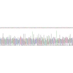 Mouse Ficolin 2 (FCN2) Protein