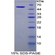 SDS-PAGE analysis of Mouse Filaggrin Protein.