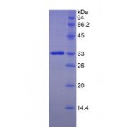 SDS-PAGE analysis of Human FKBP10 Protein.