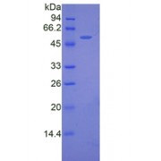 SDS-PAGE analysis of recombinant Mouse FKBP5 Protein.