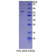 SDS-PAGE analysis of Rat FSTL1 Protein.