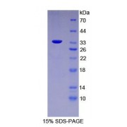 SDS-PAGE analysis of Mouse FUCa1 Protein.