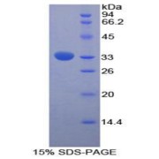 SDS-PAGE analysis of Rat FUCa1 Protein.