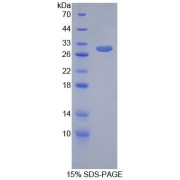 SDS-PAGE analysis of Rat GIF Protein.