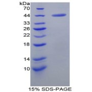 SDS-PAGE analysis of Rat Gastrin Protein.