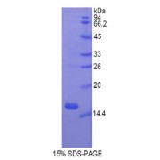 SDS-PAGE analysis of Rat Gastrokine 1 Protein.
