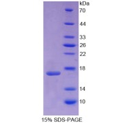 SDS-PAGE analysis of Mouse GDNF Protein.