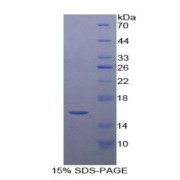 SDS-PAGE analysis of Rat GDNF Protein.