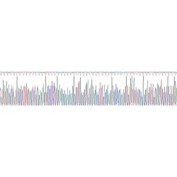 Human Glial Fibrillary Acidic Protein (GFAP) Protein