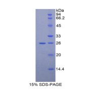 SDS-PAGE analysis of Human GRIP1 Protein.