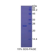 SDS-PAGE analysis of Human GRIP1 Protein.