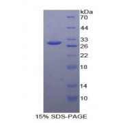 SDS-PAGE analysis of Human GSTk1 Protein.