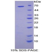 SDS-PAGE analysis of Human GSK3a Protein.