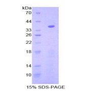 SDS-PAGE analysis of Mouse GSK3a Protein.