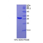 SDS-PAGE analysis of Rat Glypican 4 Protein.