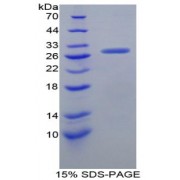 SDS-PAGE analysis of Mouse Granulin Protein.