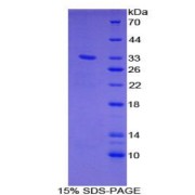 SDS-PAGE analysis of Human GAB1 Protein.