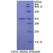 SDS-PAGE analysis of Human GAB3 Protein.