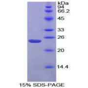 SDS-PAGE analysis of Chicken Gremlin 1 Protein.