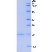 SDS-PAGE analysis of Mouse GDF15 Protein.