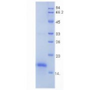 SDS-PAGE analysis of recombinant Human GDF5 Protein.