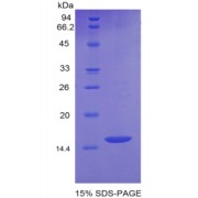 SDS-PAGE analysis of Mouse GDF6 Protein.