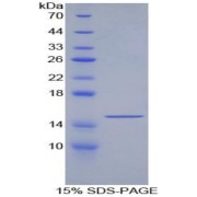 SDS-PAGE analysis of Human GDF6 Protein.