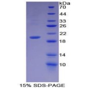 SDS-PAGE analysis of Mouse GDF7 Protein.