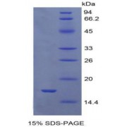 SDS-PAGE analysis of Human GDF9 Protein.
