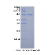 SDS-PAGE analysis of Human GHRH Protein.