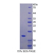 SDS-PAGE analysis of recombinant Mouse GHRH Protein.