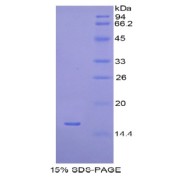 SDS-PAGE analysis of Human H2AFJ Protein.