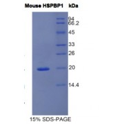 SDS-PAGE analysis of Mouse HSPBP1 Protein.