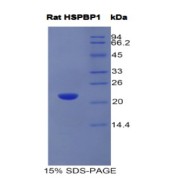 SDS-PAGE analysis of Rat HSPBP1 Protein.