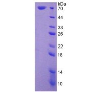 SDS-PAGE analysis of Human HSPA1L Protein.