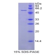 SDS-PAGE analysis of Human HSPA14 Protein.