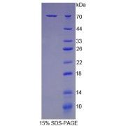 SDS-PAGE analysis of Mouse HSPA1B Protein.